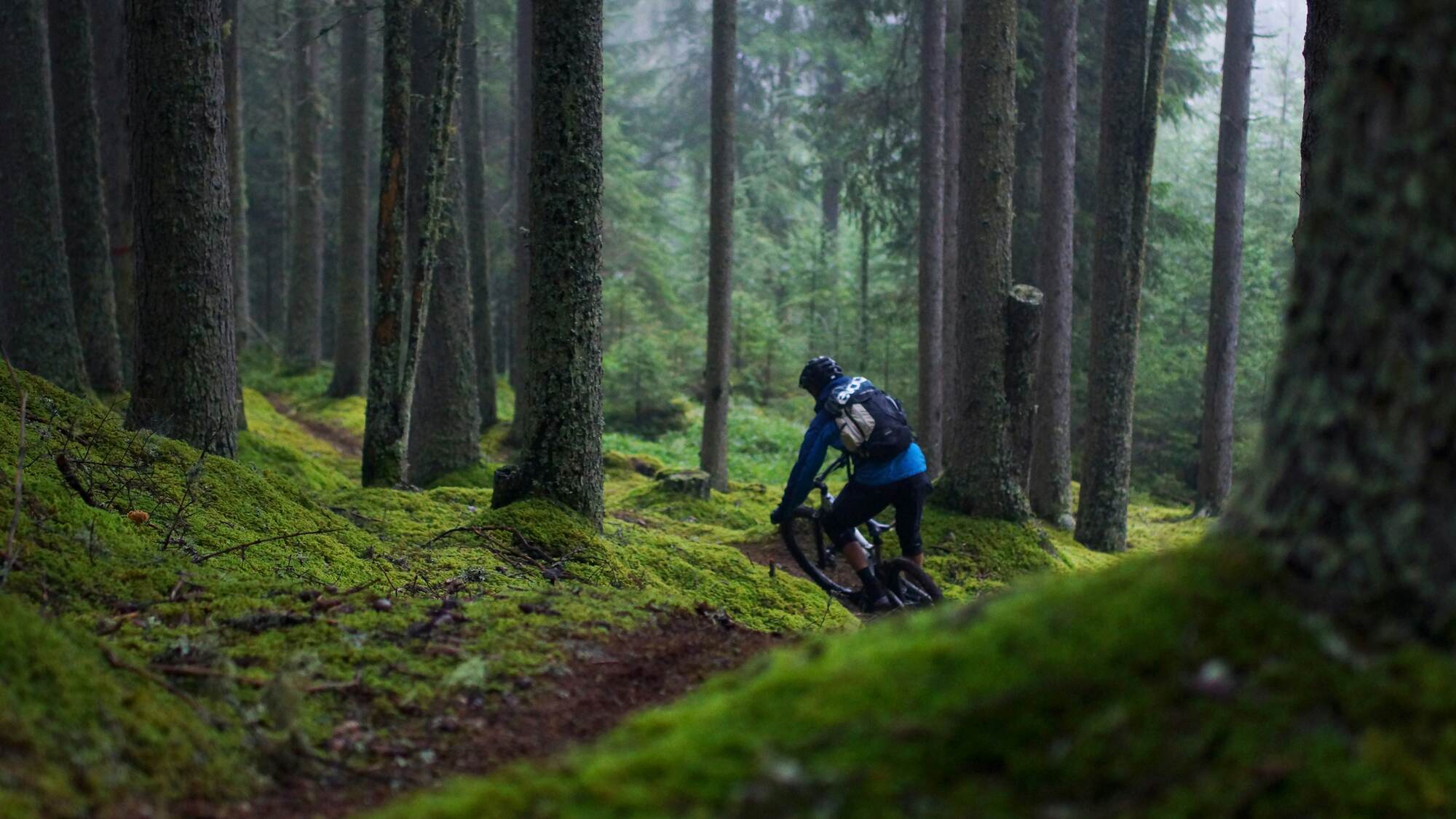 Misty, moody forest trail at dawn